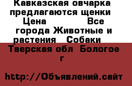 Кавказская овчарка -предлагаются щенки › Цена ­ 20 000 - Все города Животные и растения » Собаки   . Тверская обл.,Бологое г.